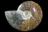 Polished Ammonite Fossil - Madagascar #173171-1